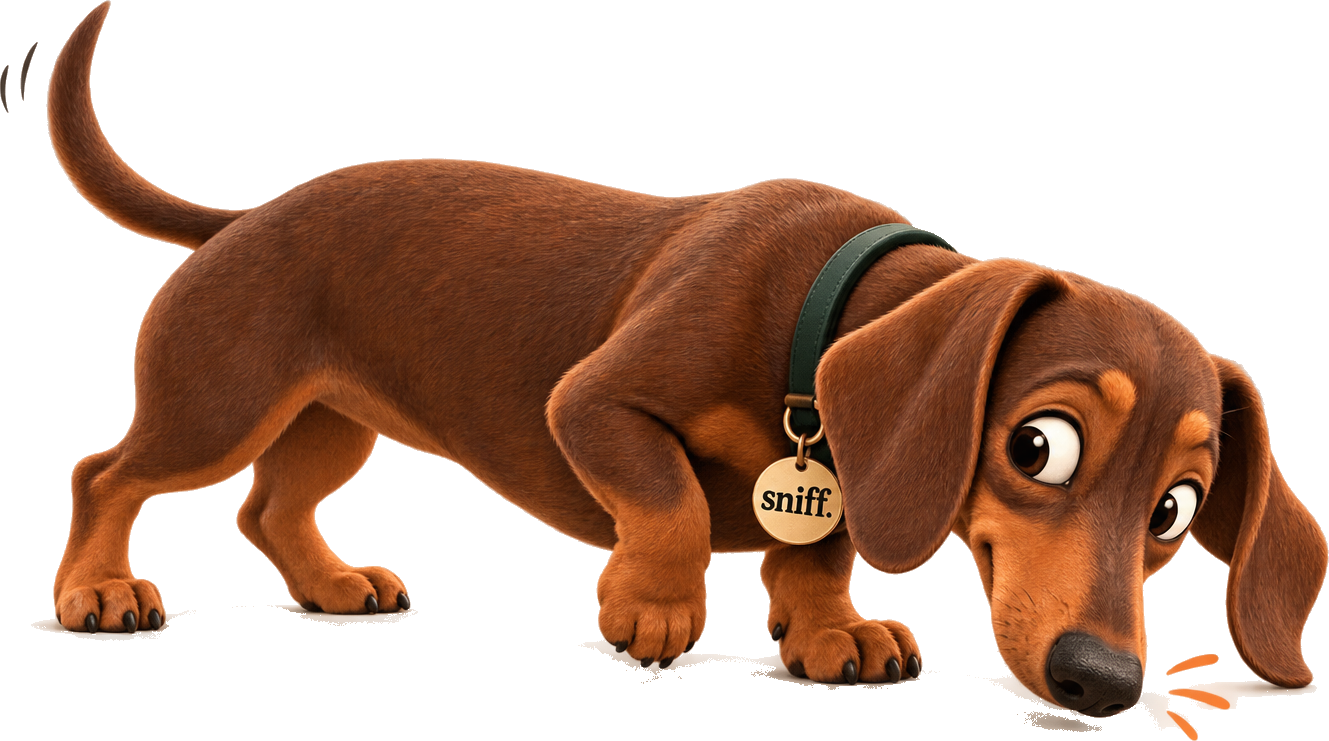 The Sniff dachshund, nose to the ground, sniffing out a new opportunity
